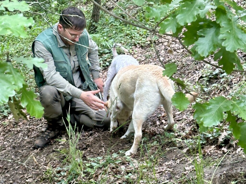 Truffle guide Armin assists dogs on a truffle hunt in the forest in Istria, Croatia, @Barbara Redding.