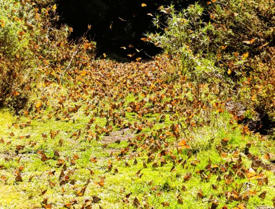 Monarch butterflies flood a meadow in mountains of Mexico.