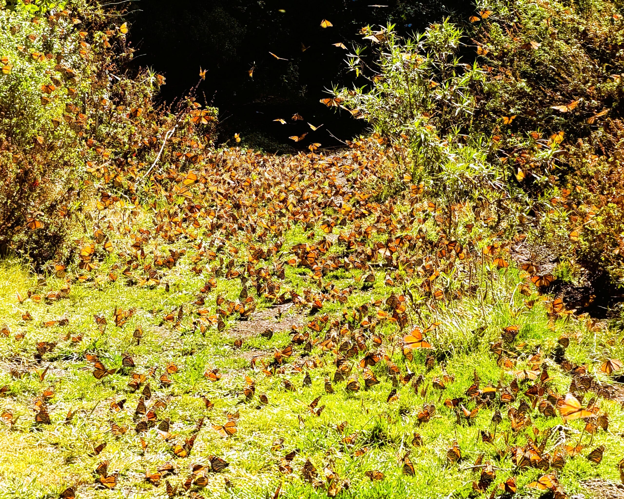 Monarch butterflies flood a meadow in mountains of Mexico.
