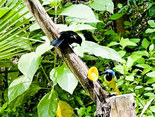 A red-winged blackbird and a green jay eye each other at the National Butterfly Center. Photo credit Barbara Redding