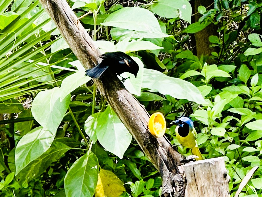 A red-winged blackbird and a green jay eye each other at the National Butterfly Center. Photo credit Barbara Redding