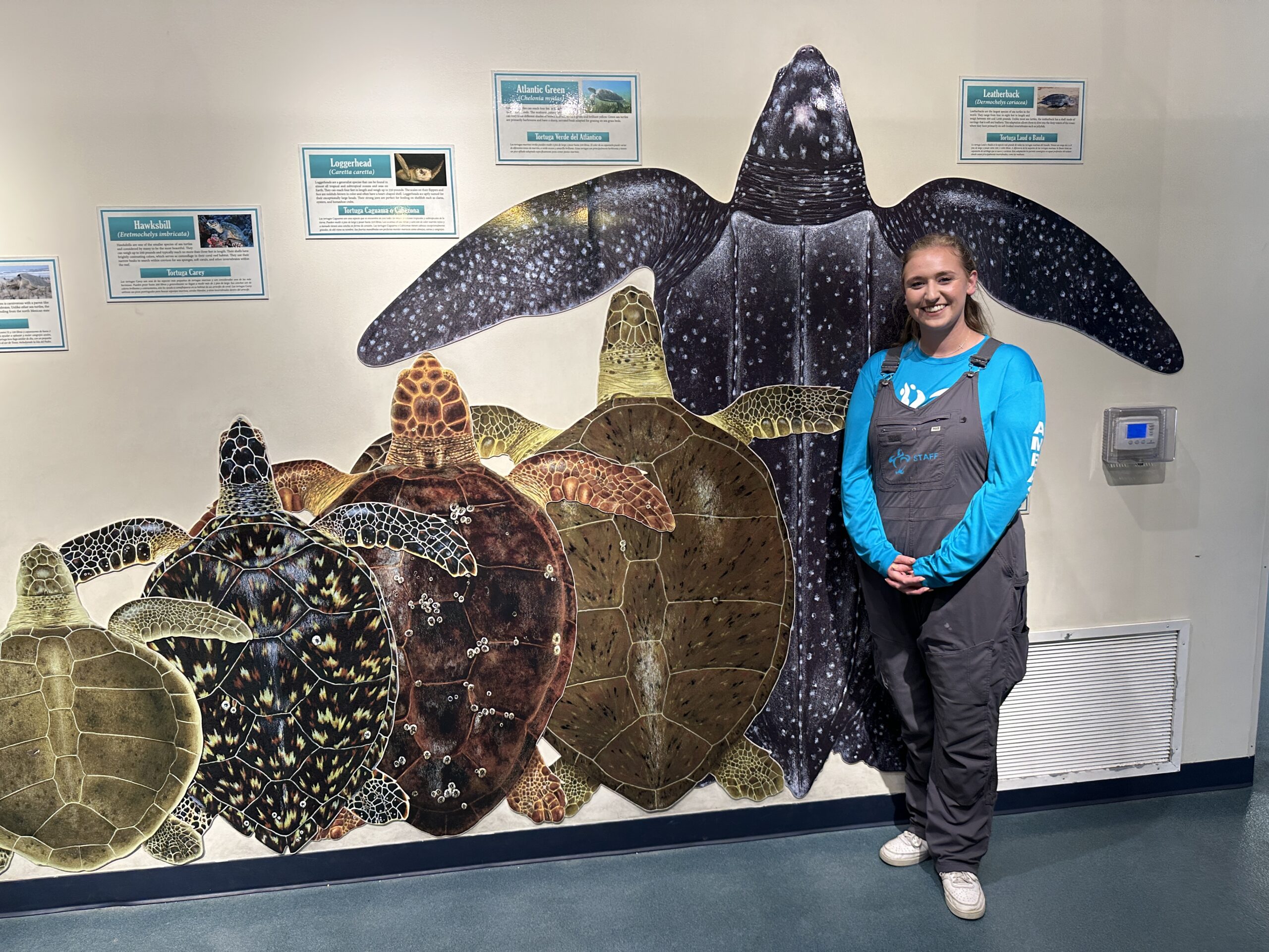 Education supervisor Taylor Dunham stands next to a Sea Turtle Inc. display of the five different sea turtles found on South Padre Island in Texas. 